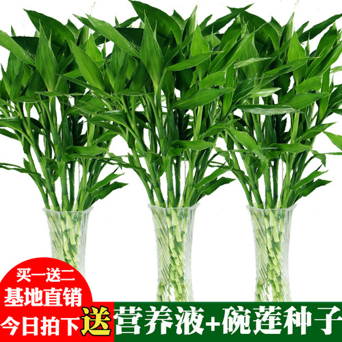 花卉盆栽富贵竹开运素材模板 花卉盆栽富贵竹开运图片下载 小麦优选