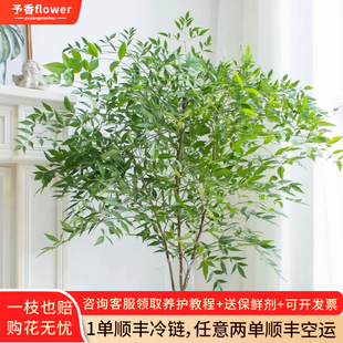 绿天竺鲜切花枝条绿植水培植物室内客厅插花马醉木南天竹真树水养