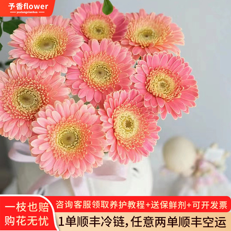 稀有弗朗花鲜花花束云南直发爱必达扶郎花水培插花非洲菊鲜切花