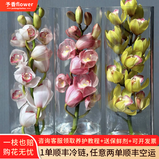 大花蕙兰鲜花云南基地直发家用室内水培鲜切花水养插花花卉花束