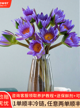 紫色香槟色睡莲鲜花云南基地直发家用水养插花超长花期花束发顺丰