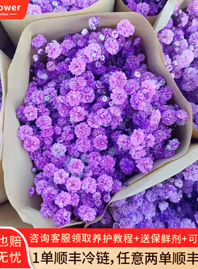 紫色满天星花束新鲜花超大束家居装饰插花云南昆明直发可做干花