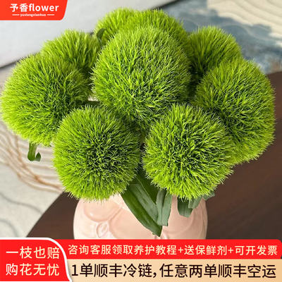 绿毛球鲜花绿石竹批发水培植物雀梅云南鲜花基地直发家用插花插瓶