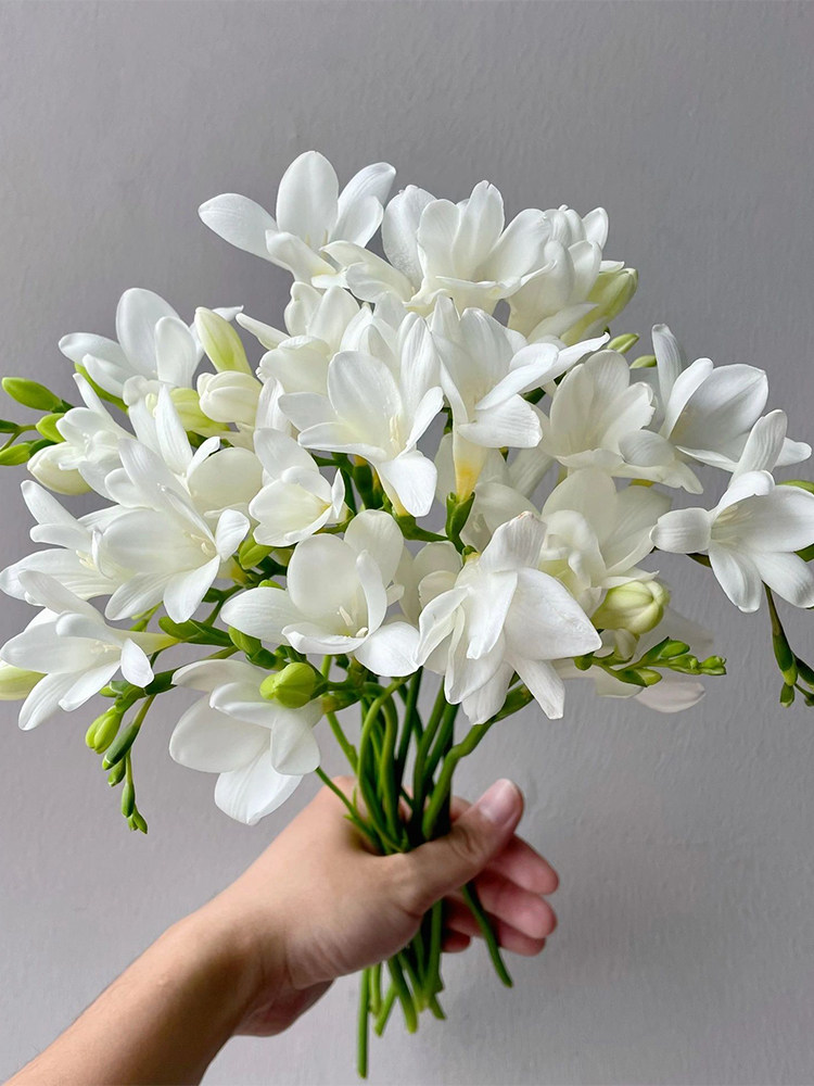 小苍兰花鲜切花真花室内插花水养植物花束云南基地直发香雪兰鲜花