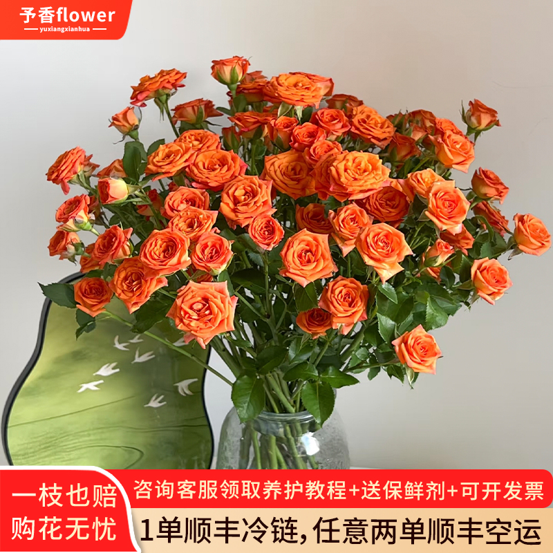 多头玫瑰鲜切花鲜花云南基地直发家用插花超长花期真花顺丰包邮