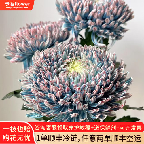 青花瓷牡丹菊鲜花云南基地直发花期长昆明顺丰冷链室内水培花束