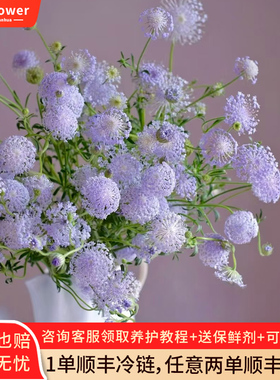 紫色翠珠花鲜花云南直发室内水培绿植花束插花配花雨伞花鲜切花