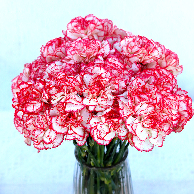 伊人康乃馨鲜花云南基地直发速递顺丰包邮做活动开发票母亲节礼物