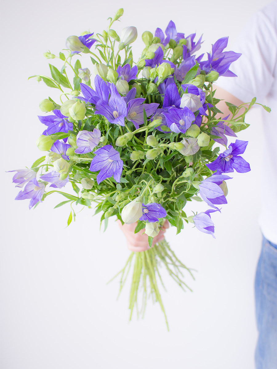 中国桔梗花鲜花云南直发予香花卉紫色白色鲜切花水培插花绿植花卉
