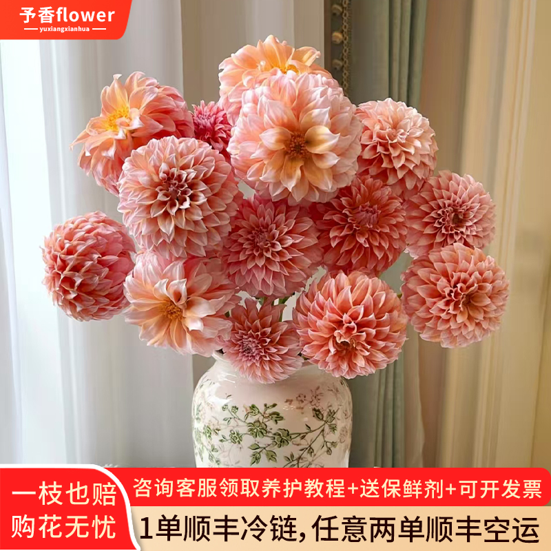 奶油桃子大丽花鲜切花鲜花云南基地直发绿植真花水培插花花束顺丰