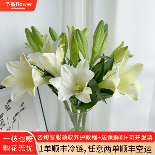 Aa级进口种球铁炮亚百合云南鲜花基地直发家庭水养插花花卉发顺丰