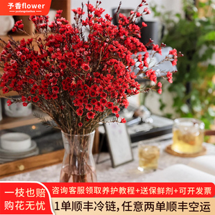 鲜花澳洲腊梅云南基地直发红色春节过年宵花鲜切水养室内花卉玫瑰
