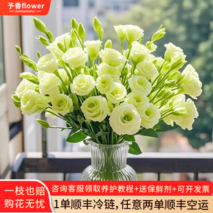 洋桔梗鲜花插花云南基地直发水养鲜切花客厅办公室花瓶鲜切花捧花