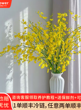 黄色跳舞兰鲜花云南直发橙色真花婚庆水培植物花束文心兰鲜切花