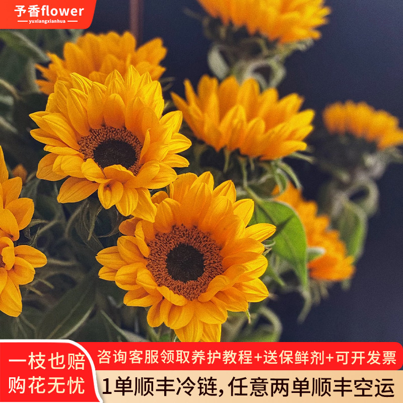 向日葵鲜花大花云南基地直发泰迪绿心水养真花材鲜切花期长插花束图片