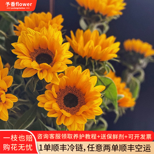 向日葵鲜花大花云南基地直发泰迪绿心水养真花材鲜切花期长插花束