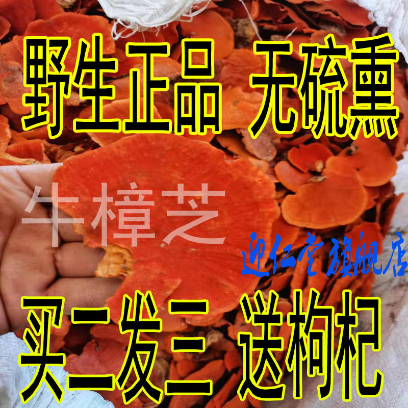 牛樟芝中药材纯干菇椴木培育牛红章樟菇子菌湾干品6年牛章芝