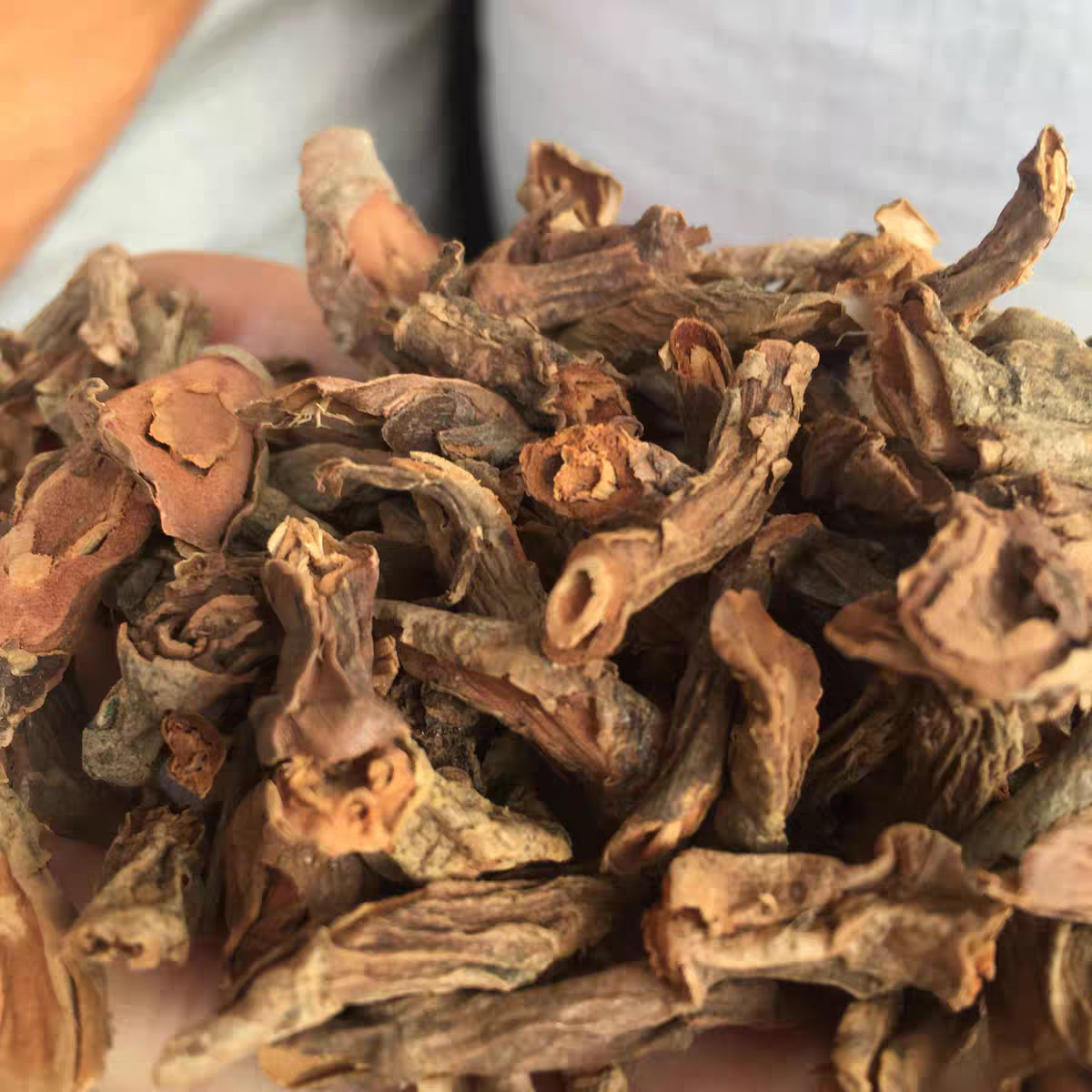 中药材 石渣根 紫苞泽兰 紫苞佩兰 砾石根 结石根 肾脏根 紫兰草