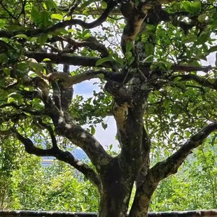 千岁红茶野生云南滇晒红凤庆荒野古树茶叶花果香千岁红红茶散装