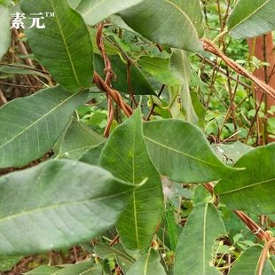 古羊藤中药材马莲鞍现挖枯羊藤根古羊滕腾南苦参虎阴藤切片晒干