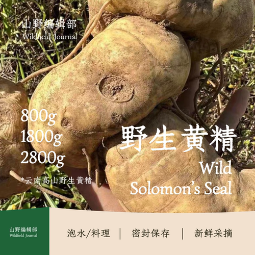 【野生黄精】Wild Solomon’s Seal云南高山野生黄精山野药香浓郁