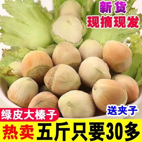 2025年新鲜野生大榛子东北辽宁