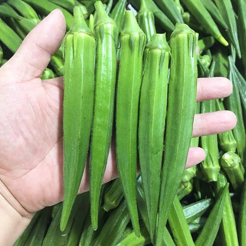 秋葵新鲜山东秋葵当季新鲜蔬菜羊角豆水果秋葵农家批发产地直发