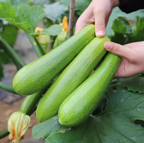 山东西葫芦农家自种新鲜蔬菜现摘生瓜小瓜番瓜倭茭瓜整箱西葫芦瓜