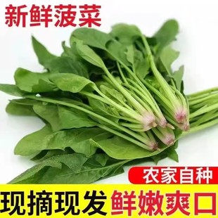新鲜菠菜时令蔬菜农家自种现摘现发蔬菜生鲜蔬菜火锅食材火锅配菜