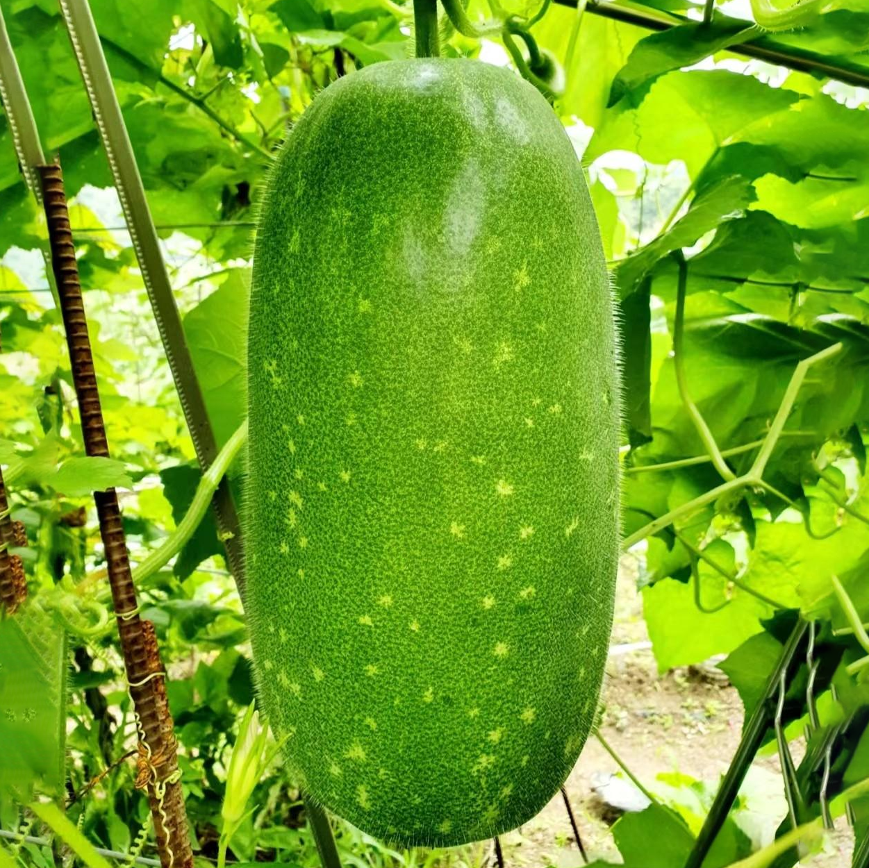 新鲜山东小冬瓜面节瓜迷你小毛瓜