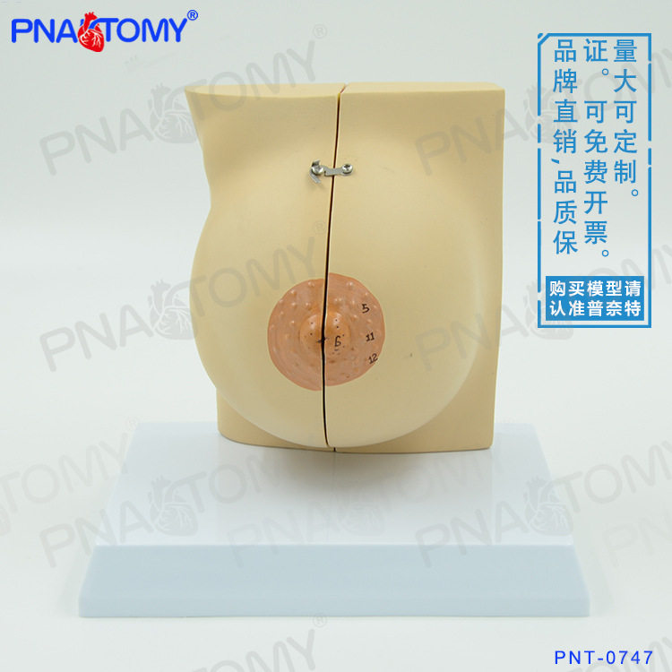女性仿真乳房乳腺解剖模型妇产科产后修复培训丰胸整形教具