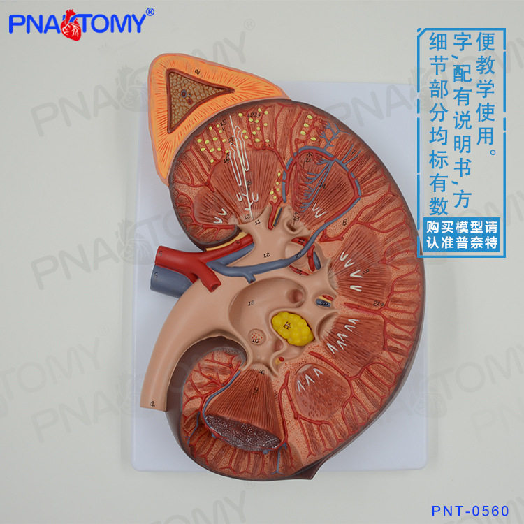 人体肾脏内脏结构肾上腺解剖放大模型泌尿生殖系统 男科泌尿科