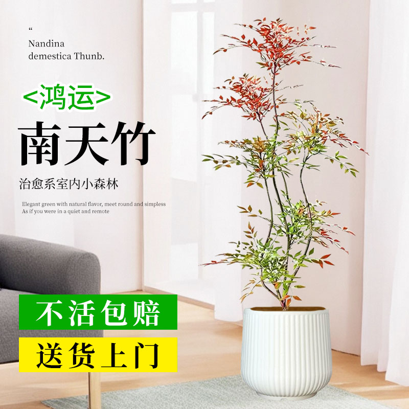 客厅大绿植懒人好养鸿运南天竹