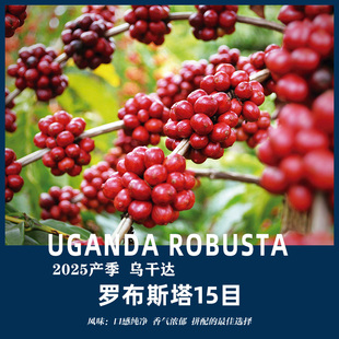 金粽咖啡乌干达进口罗布斯塔15目咖啡生豆油脂丰富2025新产季