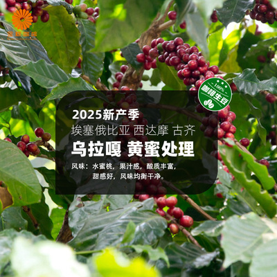 埃塞俄比亚西达摩G1古齐乌拉嘎黄蜜处理精品咖啡生豆2025新产季