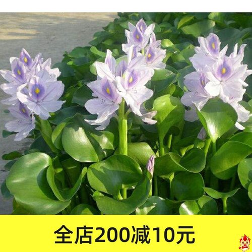 鱼池水生植物质量怎么样 鱼池水生植物口碑怎么样 小麦优选