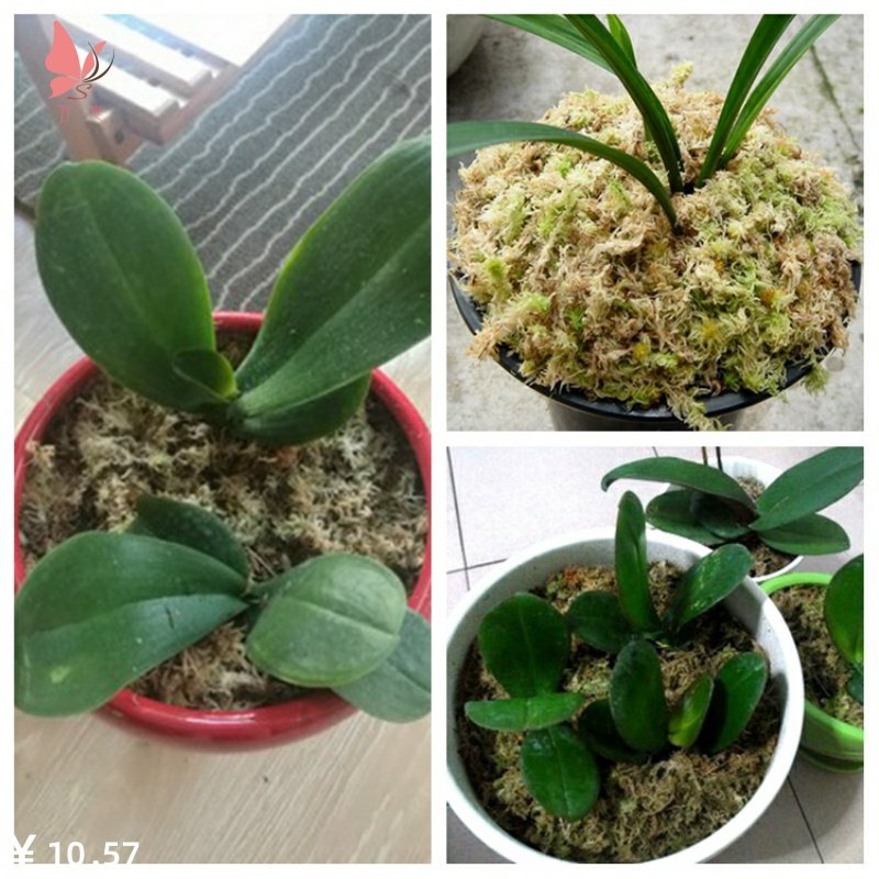 兰花水苔价格 兰花水苔图片 星期三