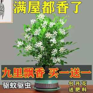 驱蚊驱虫植物九里香盆栽浓香型净化空气吸甲醛七里香阳台庭院花卉