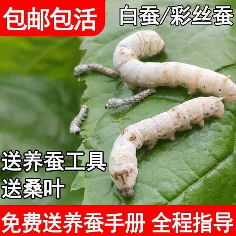 [蚕宝宝活物春蚕子幼虫七彩学生养蚕套装蚕种小蚕卵1龄234新鲜桑叶]