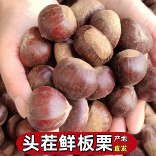 2025现摘新鲜山东油栗五莲野生栗子高山油栗小毛栗粉糯甜圆尖板栗