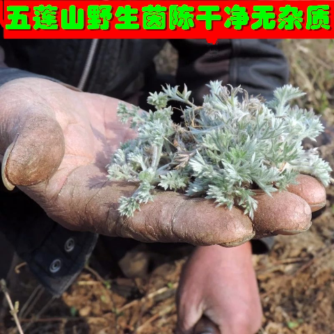 头茬抢新鲜山东五莲山野生茵陈茶现采现发整棵新货中药材白蒿包邮