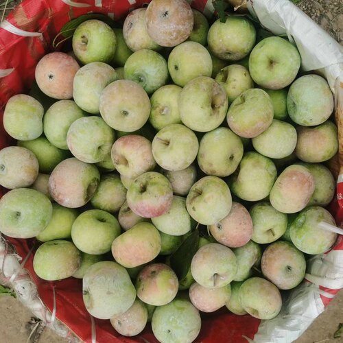 山东五莲酸甜苹果现摘现发小国光
