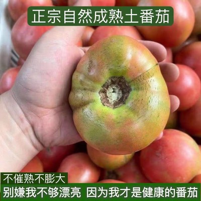 老品种沙瓤西红柿农家自种丑番茄新鲜自然熟柿子孕妇宝宝生吃水果