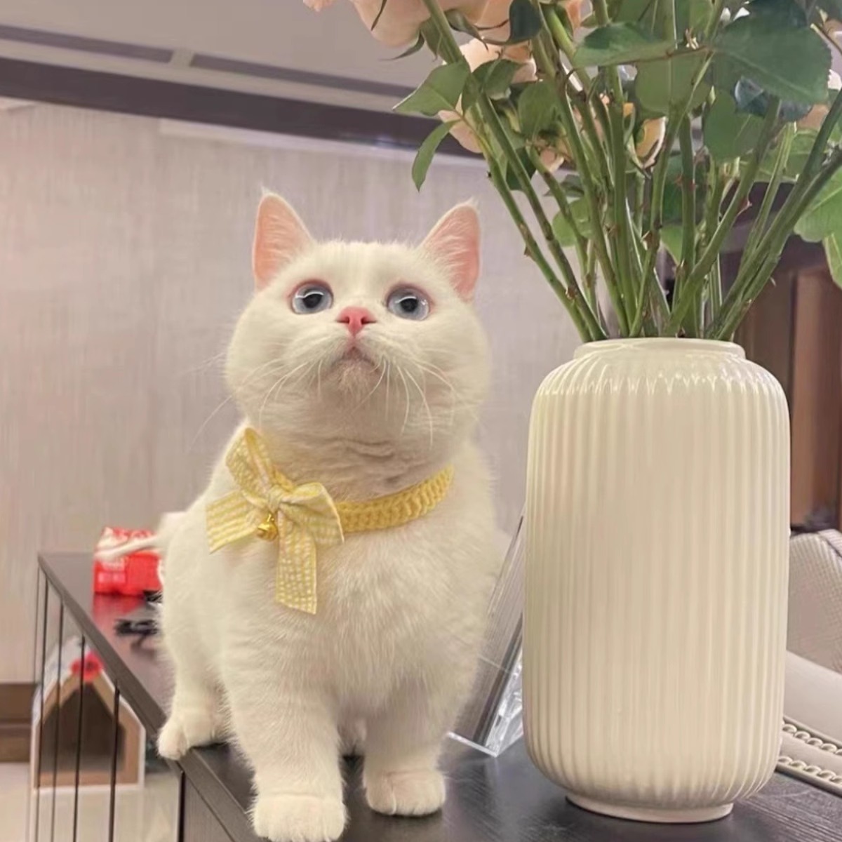 宠物狗狗可爱小猫英短口水巾