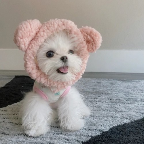 宠物帽子狗狗猫咪头套