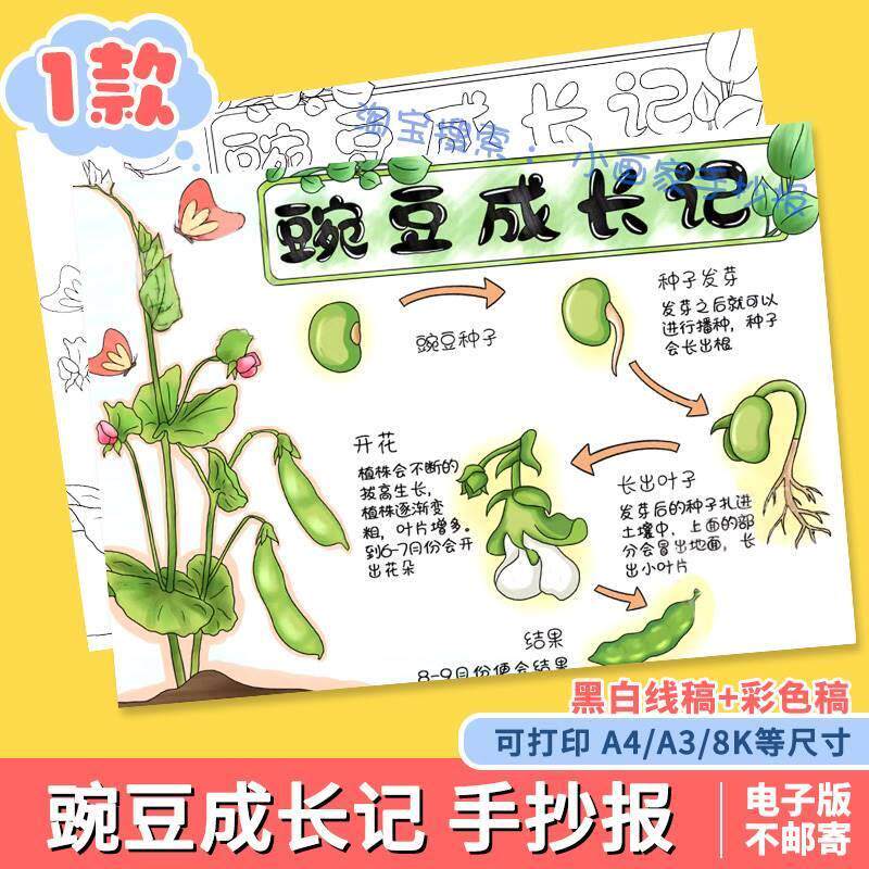 豌豆成长记手抄报电子模板自然笔记植物成长观察日记黑白线稿小报
