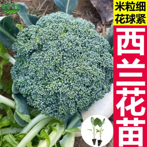 西兰花苗花菜苗四季秋冬耐寒蔬菜秧苗四季阳台盆栽种籽苗西蓝花苗