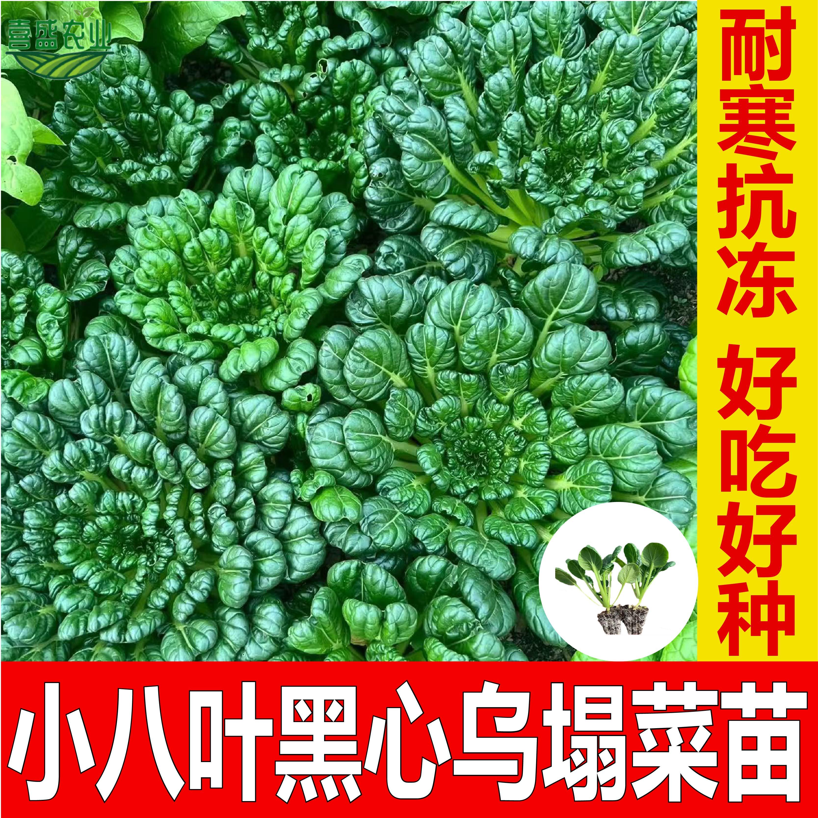小八叶乌塌菜苗耐寒黑心乌塌菜种籽四季白菜种籽冬季蔬菜原装正品