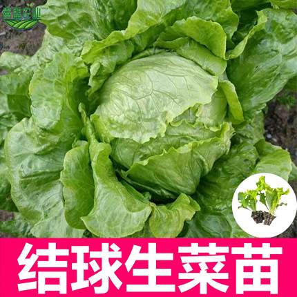 结球生菜苗球生菜种籽包心球形高产抗病春秋阳台四季盆栽圆生菜苗