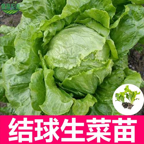 结球生菜苗球生菜种籽包心球形高产抗病春秋阳台四季盆栽圆生菜苗